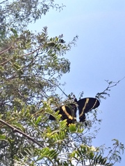 Papilio garamas