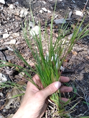 Dichanthelium depauperatum