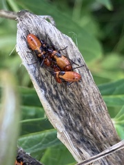 Oncopeltus fasciatus