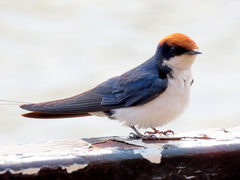 Hirundo smithii