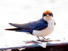 Hirundo smithii
