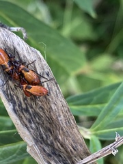 Oncopeltus fasciatus