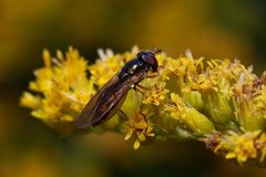 Melanostoma mellinum