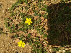 Tribulus terrestris