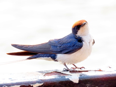 Hirundo smithii
