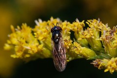 Melanostoma mellinum