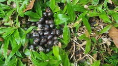 Paradoxurus musangus