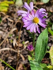 Symphyotrichum laeve