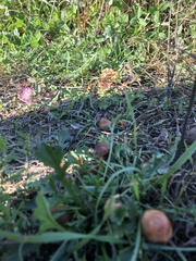 Marasmius oreades
