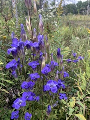Gentianopsis crinita