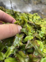 Conocephalum conicum