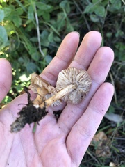 Marasmius oreades