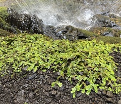 Conocephalum conicum