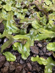 Conocephalum conicum