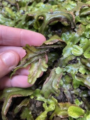 Conocephalum conicum