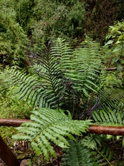 Blechnum chilense