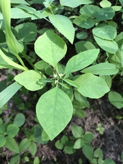 Euphorbia graminea