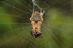 Parawixia