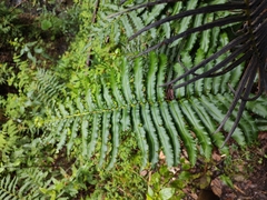 Blechnum chilense