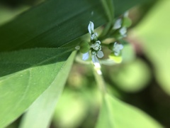Euphorbia graminea