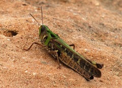 Rhammatocerus viatorius