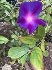Ipomoea purpurea
