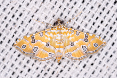 Ommatospila narcaeusalis