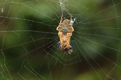 Parawixia