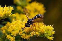 Conops quadrifasciatus