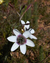 Ixia versicolor