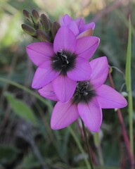 Ixia versicolor