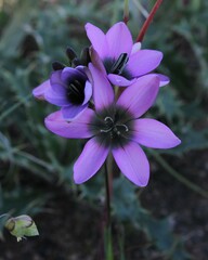 Ixia versicolor