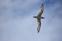 Gelochelidon nilotica