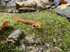 Gyrinophilus porphyriticus