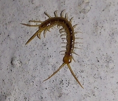 Lithobius melanops