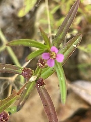 Ammannia coccinea