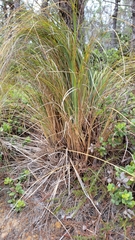 Xerophyllum tenax