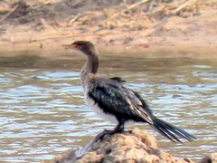 Microcarbo africanus africanus