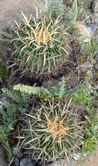 Echinofossulocactus
