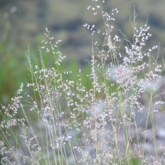 Melinis repens