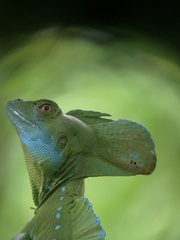 Basiliscus plumifrons