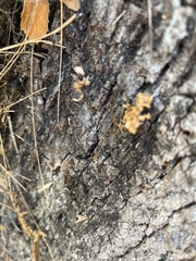 Arcyria obvelata