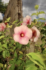 Allamanda blanchetii