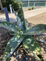 Agave