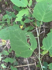 Hydrangea arborescens