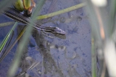 Nerodia clarkii clarkii