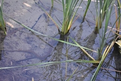 Nerodia clarkii clarkii