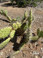 Opuntia semispinosa