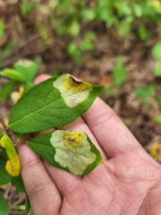 Leucanthiza dircella