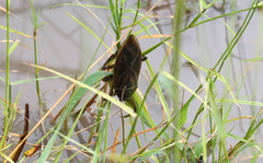 Lethocerus cordofanus